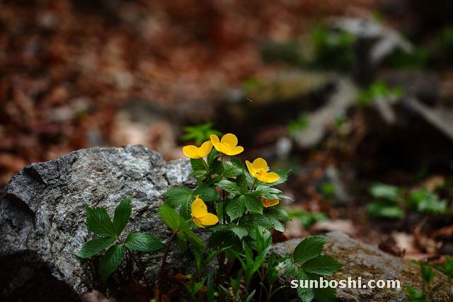 谷芽的功效與作用-炒谷芽-谷芽麥芽-生谷芽-麥谷芽