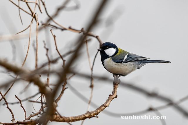 夢見乳頭-夢見吸乳頭-夢見有乳頭