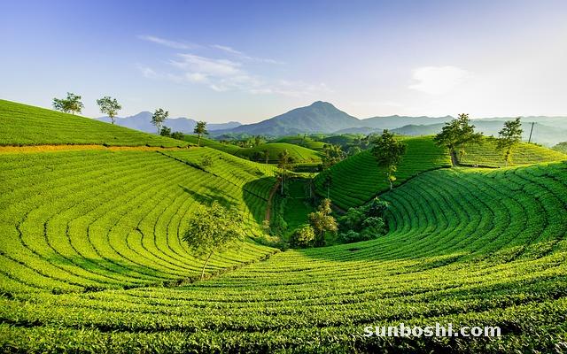 夢見茶樹-夢見油茶樹-夢見茶樹果