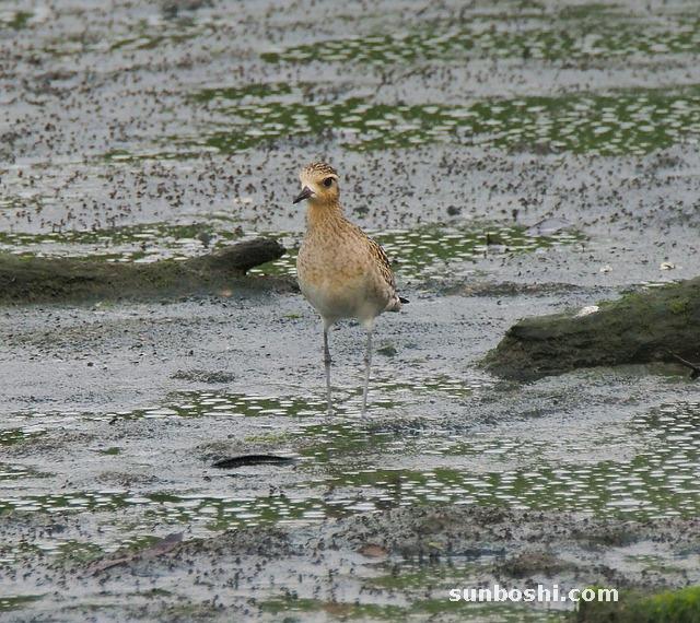金水寶的功效與作用-金水寶丸-金水寶膠囊-金水寶片