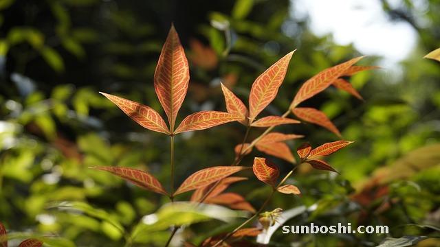 天竺黃的功效與作用-人工天竺黃-中藥天竺黃-天竺黃用-天竺黃對婦科