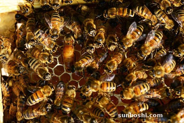 蜂王胎的作用與功效-蜂王胎片-蜂王胎酒-蜂王胎對癌-蜂王胎能