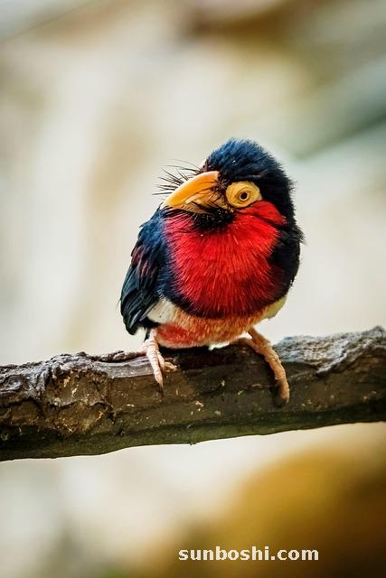 螻蛄的功效與作用-地螻蛄-中藥螻蛄-螻蛄藥用-野生螻蛄