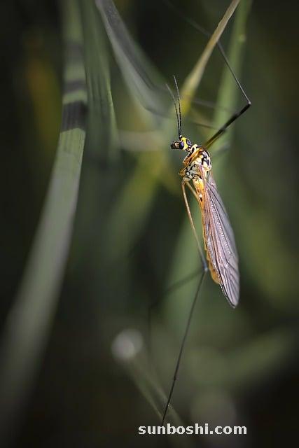 腎的功效與作用-補腎-腎氣丸-腎茶-豬腎