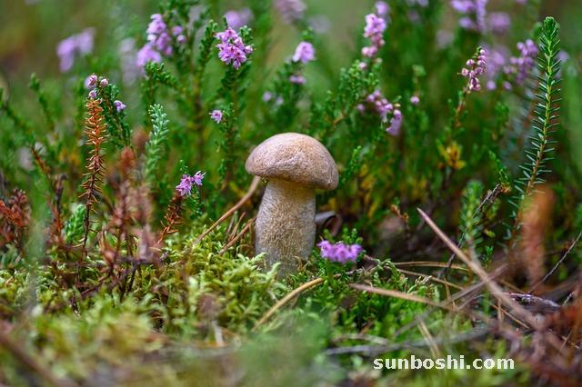 茸的功效與作用-白樺茸-鹿茸泡酒-鹿茸粉-參茸丸