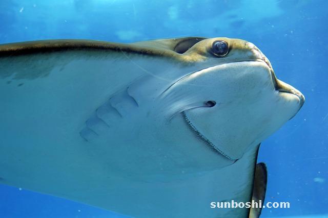 夢境解析夢見貂-白貂-雪貂-黑貂-貂皮-黑貂.-黑色貂-一只貂