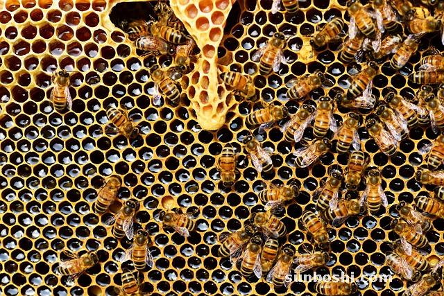 老蜂巢蜜的作用與功效-新老蜂巢蜜的作用與功效