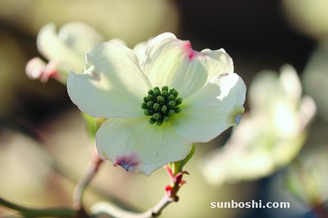 茱萸的功效與作用-茱萸肉-酒茱萸-山茱萸-鹽吳茱萸