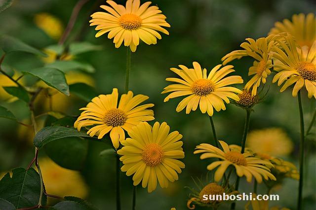 白背葉根功效與副作用-白背葉根神奇的功效與作用-白背葉根的藥性與功效作用