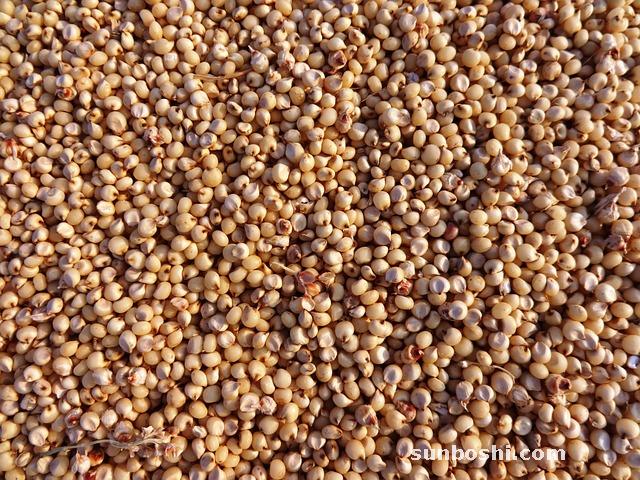 高粱的作用與功效-高粱酒-高粱面-高粱根-高粱飴糖