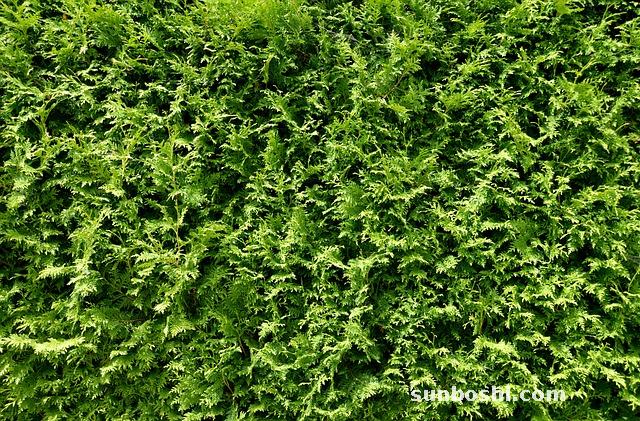 側柏的功效與作用-側柏籽-側柏炭-側柏果實-石側柏