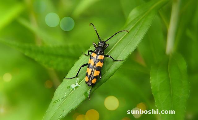 枳根茶功效與作用點