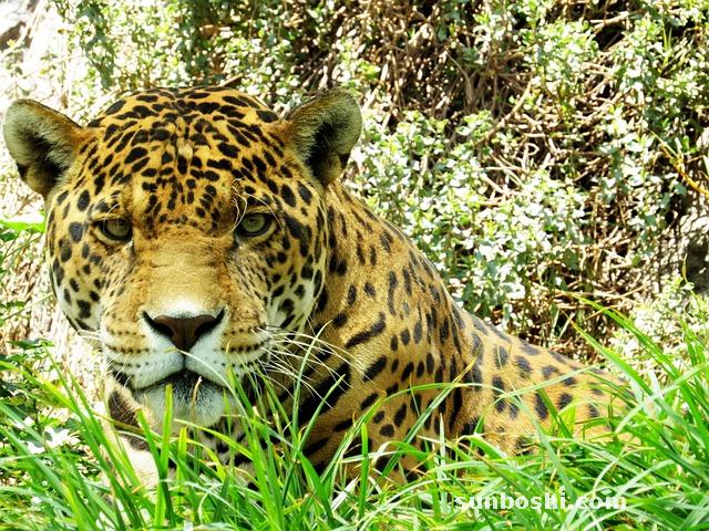 龍須的功效與作用-龍須草-龍須藤-龍須茶-白龍須