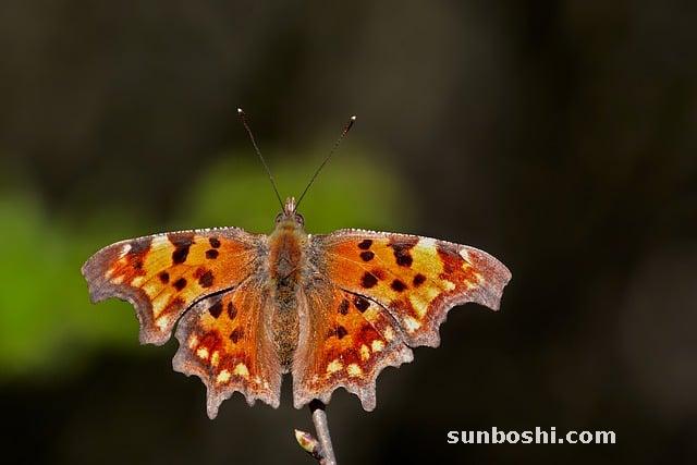 蓼的功效與作用-辣蓼-辣蓼草-頭花蓼-水蓼