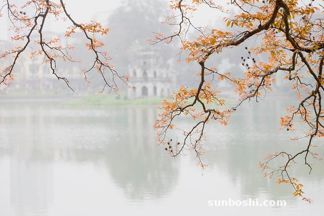 柒胡的功效與作用