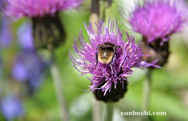 大薊功效與作用-大薊根-大薊草-中藥大薊