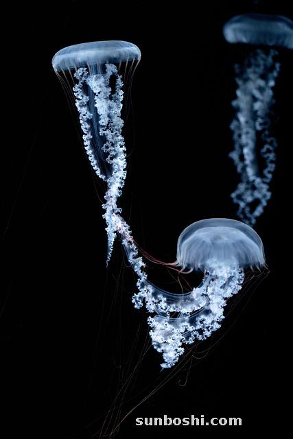 明膠的功效與作用-食用明膠-復(fù)明膠囊-黃明膠-魚腥明膠