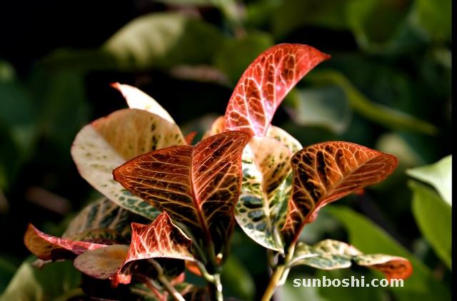 巴豆的功效與作用-巴豆霜-巴豆樹根-巴豆根-刀巴豆
