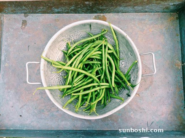 四季豆功效與作用-四季豆角-四季豆米-干四季豆-四季豆干