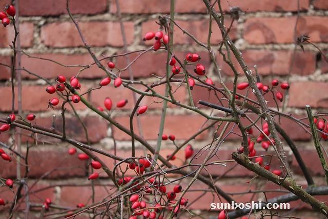 磚茶的功效與作用-茯磚茶的功效與作用-青磚茶的功效與作用