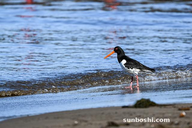 海蠣功效與作用-海蠣干的功效與作用-海蠣子功效與作用