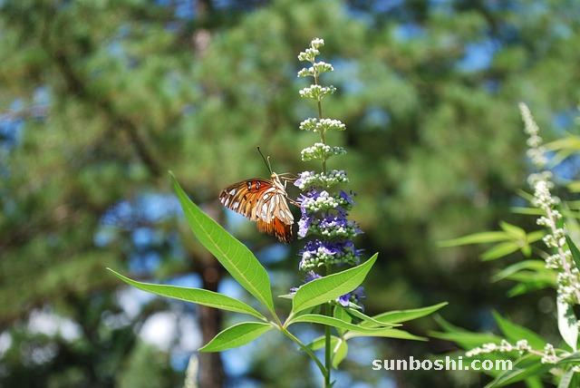 荊條的功效與作用-荊條蜜的功效與作用-荊條蜂蜜的功效與作用