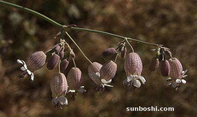 皂莢的功效與作用-皂莢子的功效與作用-中藥皂莢的功效與作用