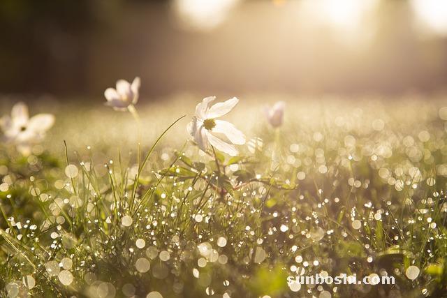 紫貝天葵的功效與作用