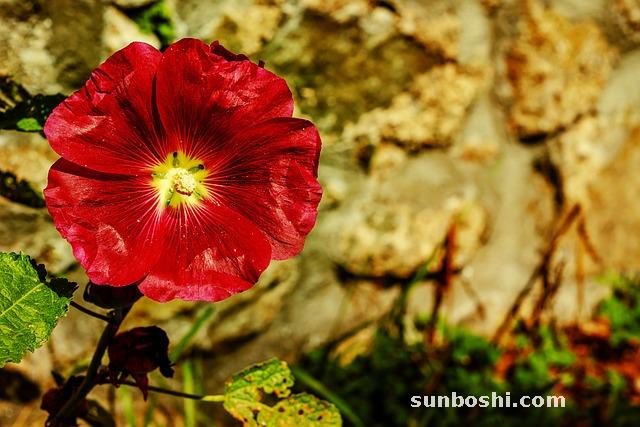 錦葵花的功效與作用