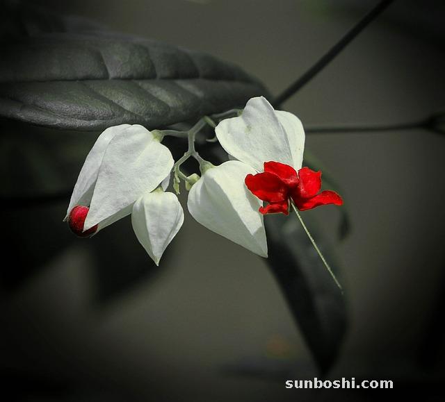 龍珠的功效與作用-龍珠果的功效與作用-龍珠花茶的功效與作用