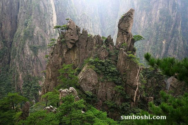 松柏的功效與作用-松柏葉子的功效與作用-松柏樹葉子功效與作用