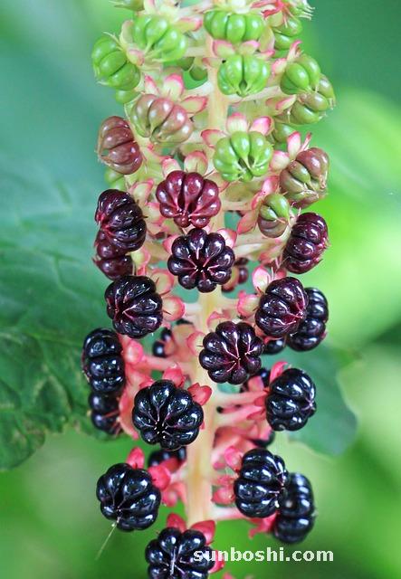 商陸的功效與作用-商陸的根的功效與作用