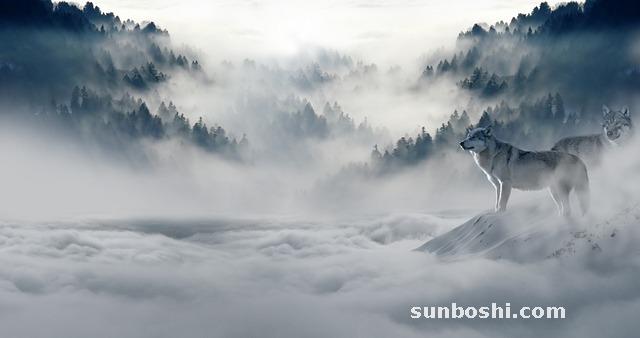 夢見狼撲向自己-孕婦夢見狼撲向自己-夢見黃鼠狼撲向自己