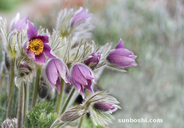 白蠟的功效與作用-蟲白蠟的功效與作用-中藥白蠟的功效與作用