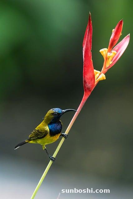 黃草的功效與作用-地黃草-大黃草-石斛黃草