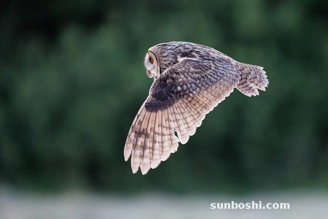 耳豆作用與功效-木耳豆腐的功效與作用-木耳豆腐湯的功效與作用