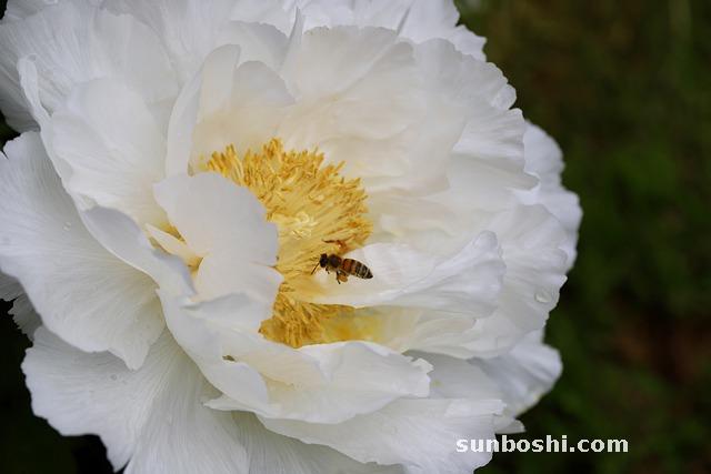 白牡丹的功效與作用-白牡丹茶-白牡丹花-福鼎白牡丹茶-白牡丹根