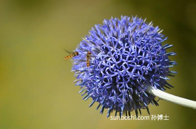 水飛薊的功效與作用-水飛薊油的功效與作用-水飛薊膠囊的功效與作用