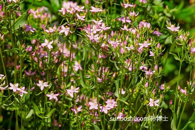 膽草的功效與作用-地膽草的功效與作用-苦膽草的功效與作用