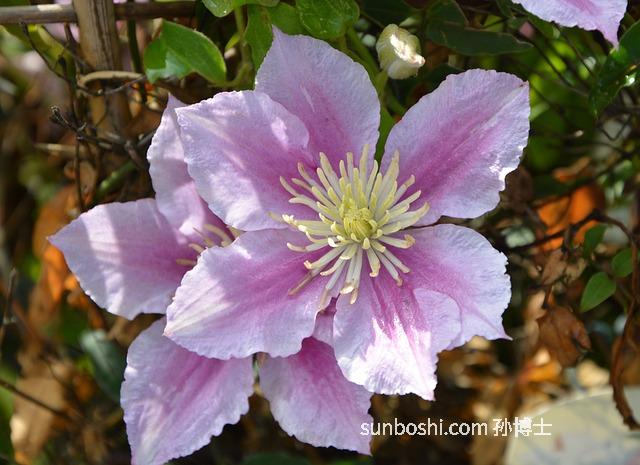 花露水的作用與功效-六神花露水的功效與作用-金銀花露水的功效與作用
