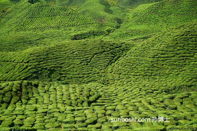 花草茶功效與作用-各種花草茶的功效與作用-各類花草茶功效與作用