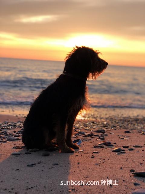 蘇梗的功效與作用-紫蘇梗的功效與作用點