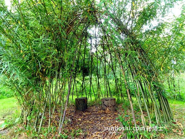 建曲功效與作用-炒建曲的功效與作用-中藥建曲的功效與作用