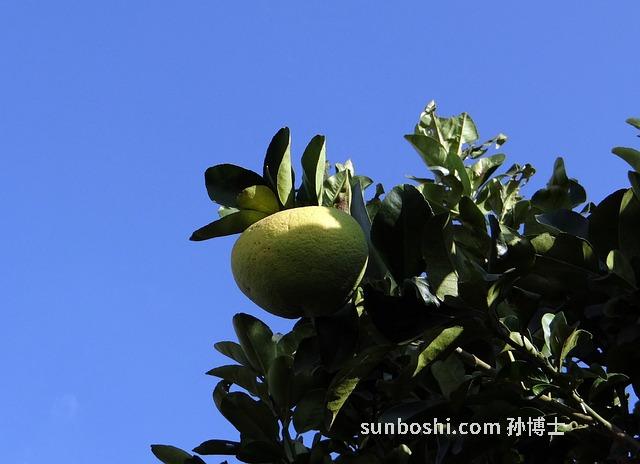 胡柚的功效與作用-胡柚子的功效與作用-冰糖胡柚功效與作用