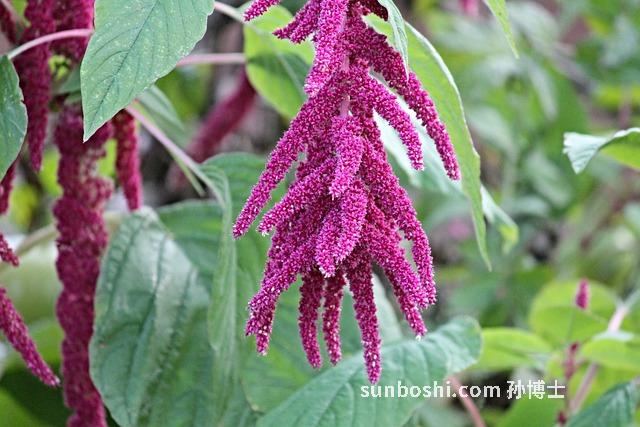 夢見狐貍尾巴-夢見狐貍尾巴掉了-夢見狐貍尾巴斷了