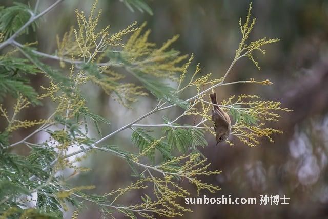 刺莧的功效與作用-刺莧菜根的功效與作用-野刺莧菜的功效與作用