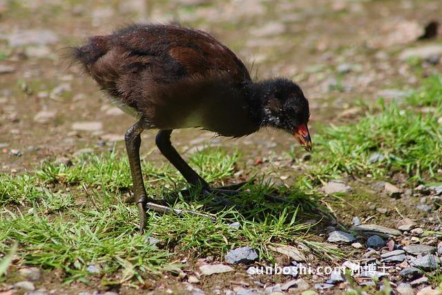 雞膽的功效與作用-雞膽汁的功效與作用-雞膽口服液的功效與作用