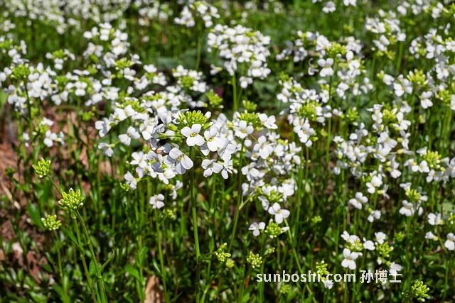 西洋菜的功效與作用-西洋菜干的功效與作用-紅西洋菜與作用與功效