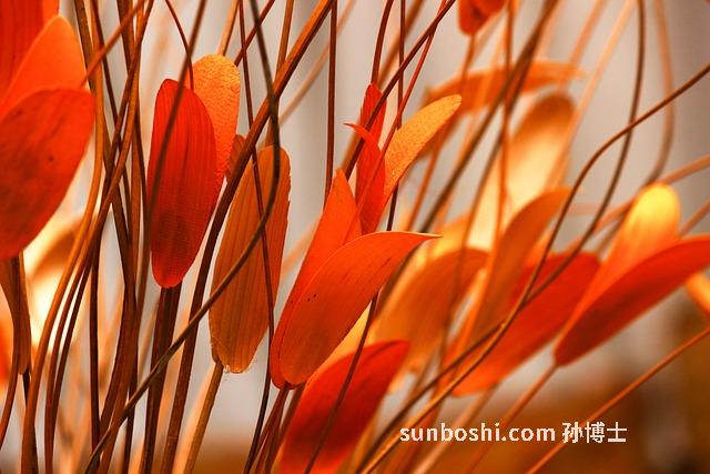 墨魚干的功效與作用-墨魚干煲湯-小墨魚干-吃墨魚干-墨魚干對胃