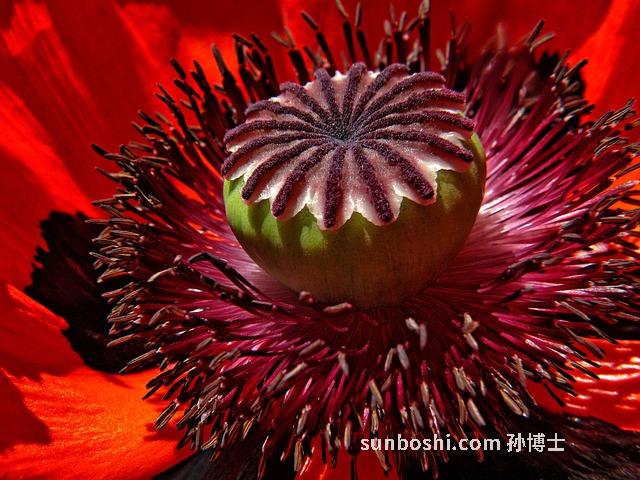 紅籽的功效與作用-紅籽石榴的功效與作用-三七紅籽的功效與作用